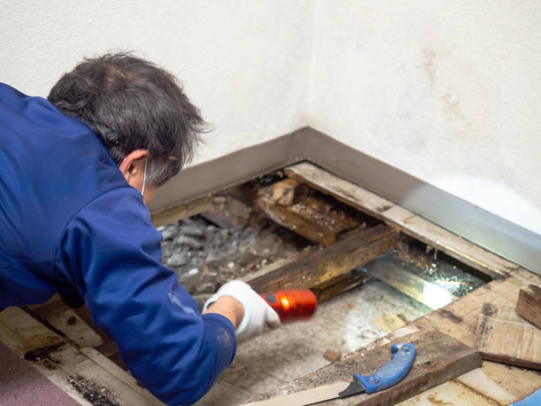 Best Commercial Mold Removal  in New Paris, IN