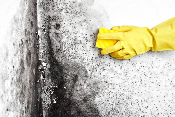 Best Emergency Mold Removal  in New Paris, IN
