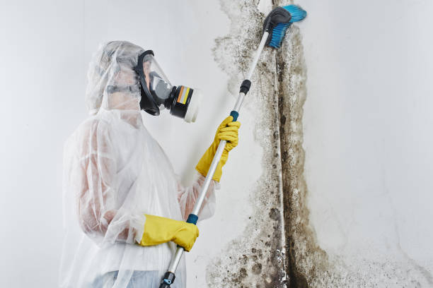 Mold Removal and Inspection in New Paris, IN