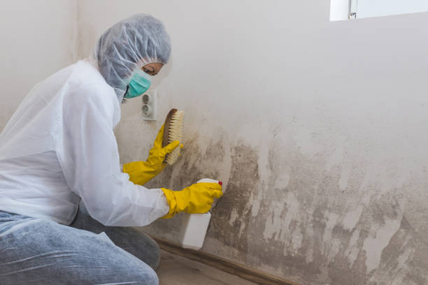 Best Crawl Space Mold Removal  in New Paris, IN