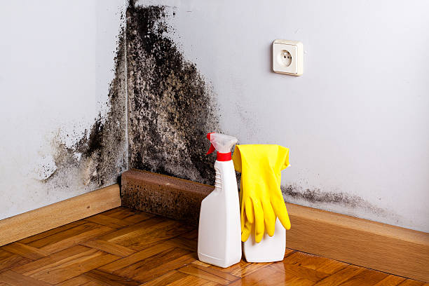Water Damage Restoration in New Paris, IN