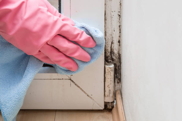 New Paris, IN Mold Removal Company