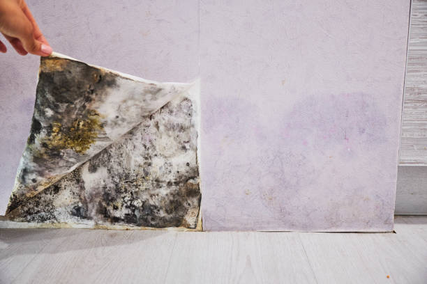 Best Home Mold Removal  in New Paris, IN